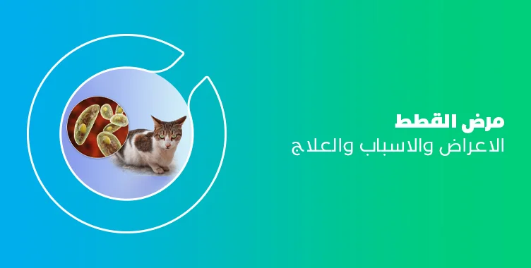 مرض القطط الأعراض والأسباب والعلاج